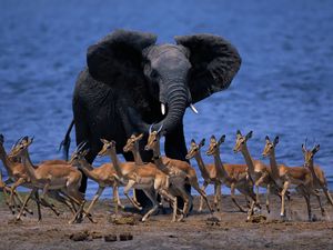 Превью обои животный мир африки, слон, дукеры, карликовые антилопы, бежать