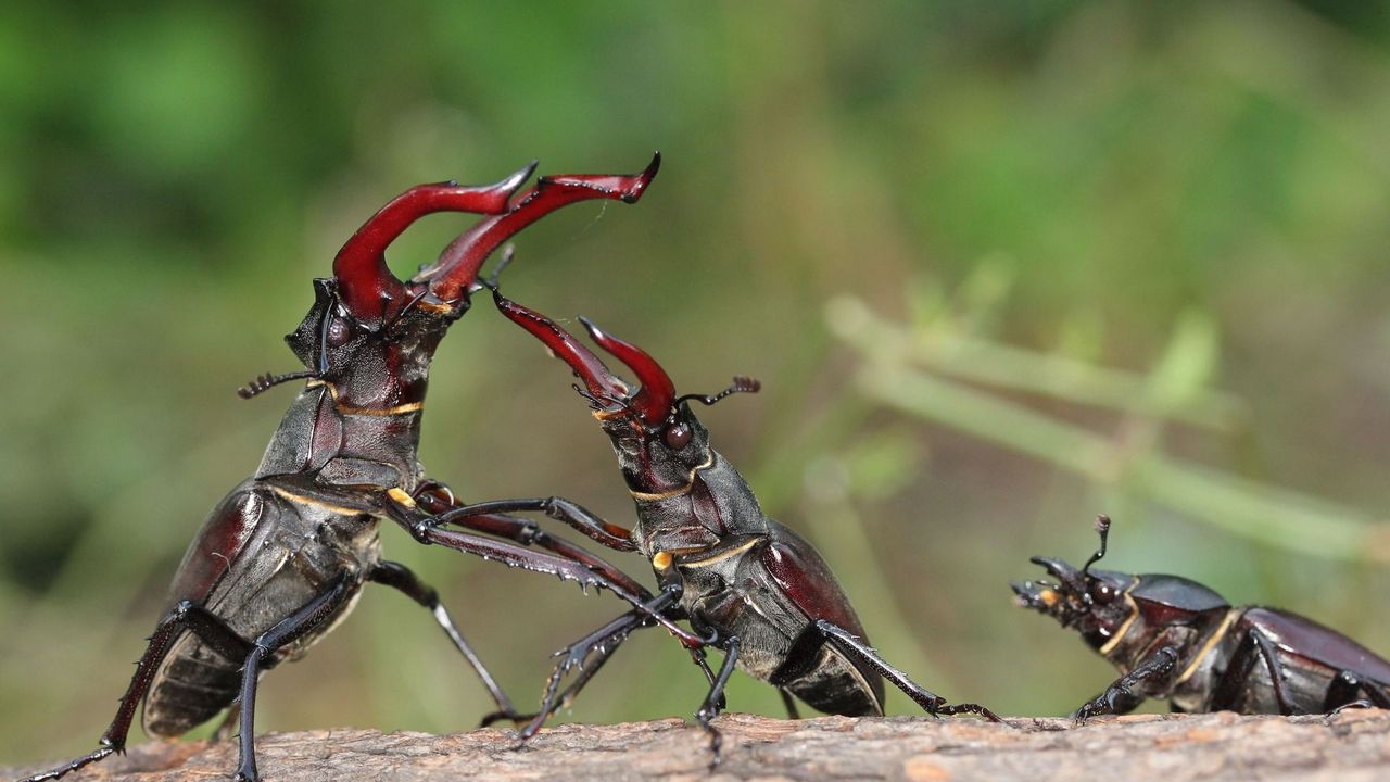 Обои жуки, жук-олень, борьба, схватка, битва