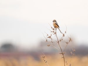 Превью обои жулан, птица, ветка, сухой