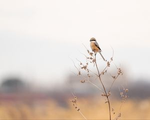 Превью обои жулан, птица, ветка, сухой