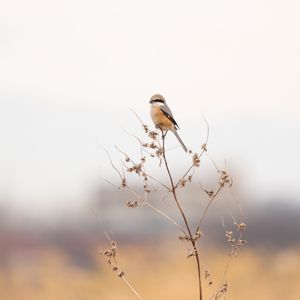 Превью обои жулан, птица, ветка, сухой