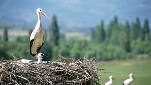 Превью обои журавли, птенец, гнездо