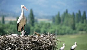 Превью обои журавли, птенец, гнездо