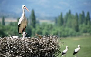 Превью обои журавли, птенец, гнездо