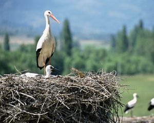 Превью обои журавли, птенец, гнездо