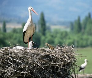 Превью обои журавли, птенец, гнездо