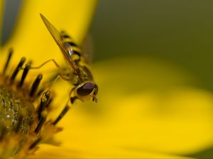 Превью обои журчалка, муха, насекомое, цветок, пыльца, макро