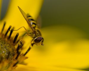 Превью обои журчалка, муха, насекомое, цветок, пыльца, макро