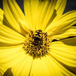 Превью обои журчалка, пчела, цветок, макро, желтый