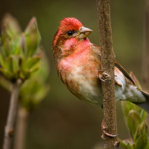 Превью обои зяблик, ветка, сидеть, птица