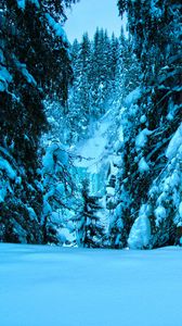 Превью обои зима, деревья, ели, снег, пейзаж