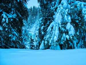 Превью обои зима, деревья, ели, снег, пейзаж