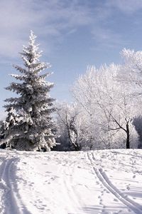 Превью обои зима, деревья, иней, лыжня, следы, снег, небо, тучи, подъем