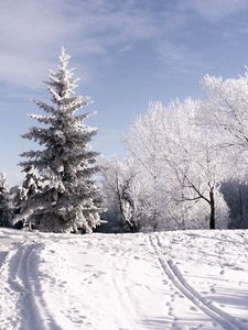 Превью обои зима, деревья, иней, лыжня, следы, снег, небо, тучи, подъем