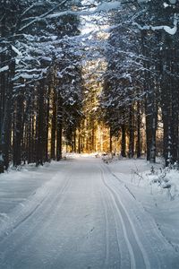 Превью обои зима, деревья, лес, дорога