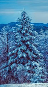 Превью обои зима, деревья, лес, заснеженный, снег