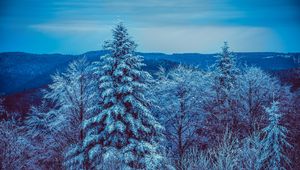 Превью обои зима, деревья, лес, заснеженный, снег