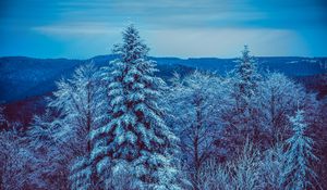 Превью обои зима, деревья, лес, заснеженный, снег