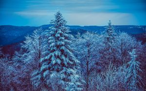 Превью обои зима, деревья, лес, заснеженный, снег