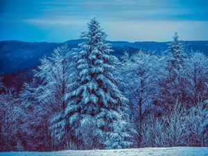 Превью обои зима, деревья, лес, заснеженный, снег