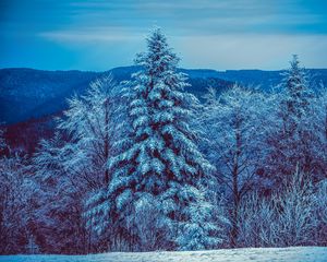 Превью обои зима, деревья, лес, заснеженный, снег