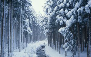 Превью обои зима, деревья, лес, река, ручей, канал, холод, граница, молодняк
