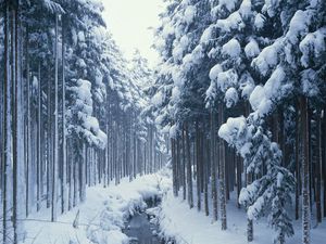 Превью обои зима, деревья, лес, река, ручей, канал, холод, граница, молодняк