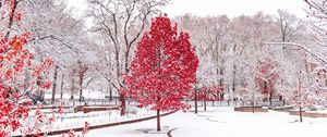 Превью обои зима, деревья, снег, парк