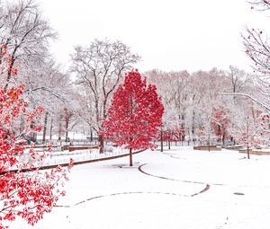 Превью обои зима, деревья, снег, парк