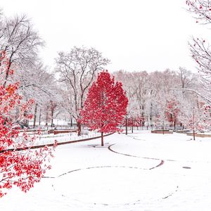 Превью обои зима, деревья, снег, парк