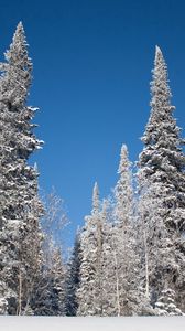 Превью обои зима, деревья, снег, ели, иней, небо, пейзаж