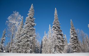 Превью обои зима, деревья, снег, ели, иней, небо, пейзаж