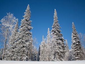 Превью обои зима, деревья, снег, ели, иней, небо, пейзаж