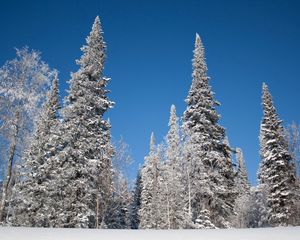 Превью обои зима, деревья, снег, ели, иней, небо, пейзаж