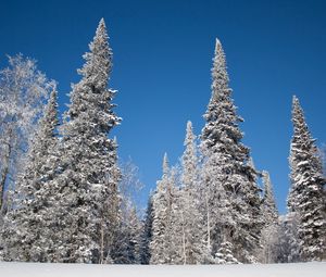 Превью обои зима, деревья, снег, ели, иней, небо, пейзаж