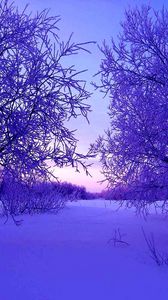 Превью обои зима, деревья, снег, сугробы, вечер