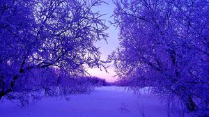 Превью обои зима, деревья, снег, сугробы, вечер