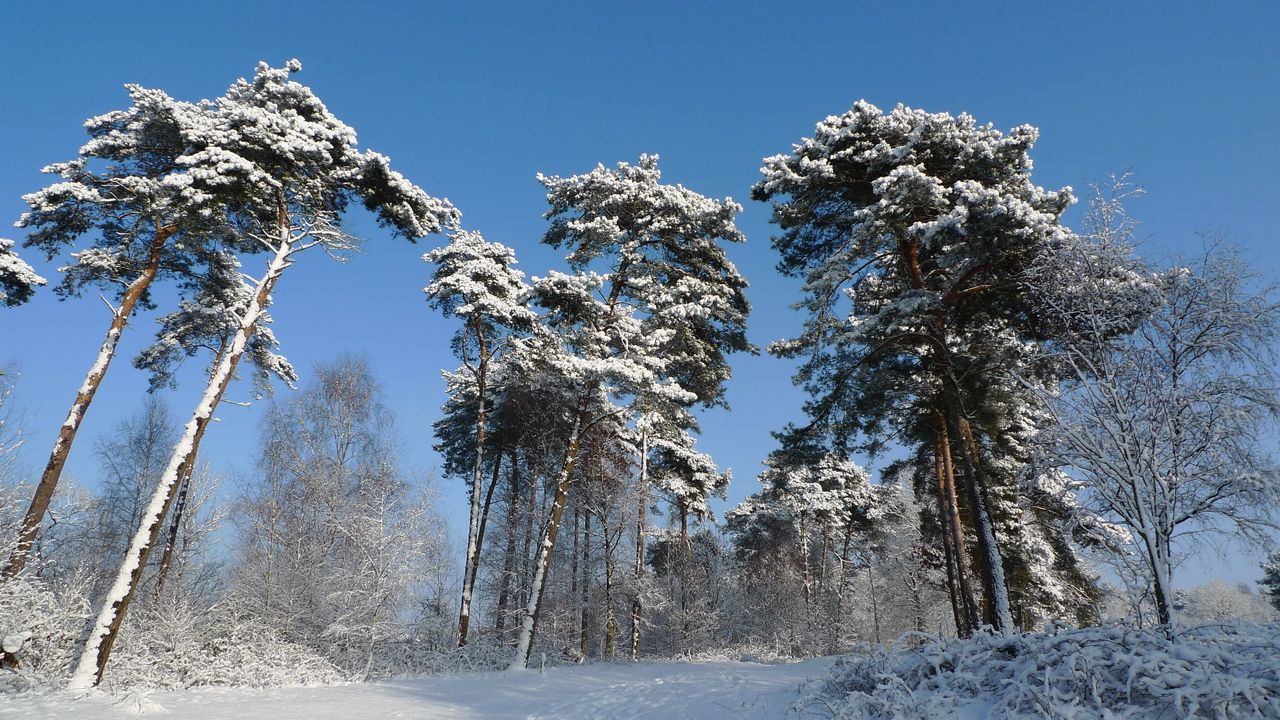 Обои зима, деревья, снег, кроны, могучие