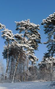 Превью обои зима, деревья, снег, кроны, могучие