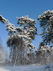 Превью обои зима, деревья, снег, кроны, могучие