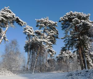 Превью обои зима, деревья, снег, кроны, могучие