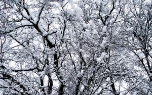 Превью обои зима, деревья, снег