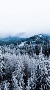 Превью обои зима, деревья, туман, снег, вид сверху, лес