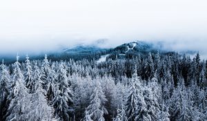 Превью обои зима, деревья, туман, снег, вид сверху, лес