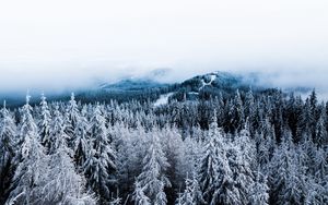 Превью обои зима, деревья, туман, снег, вид сверху, лес