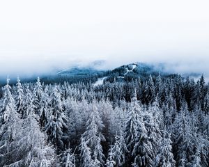 Превью обои зима, деревья, туман, снег, вид сверху, лес