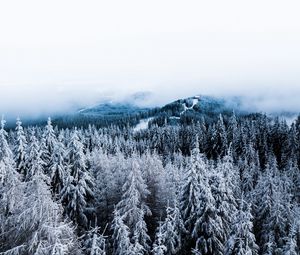 Превью обои зима, деревья, туман, снег, вид сверху, лес