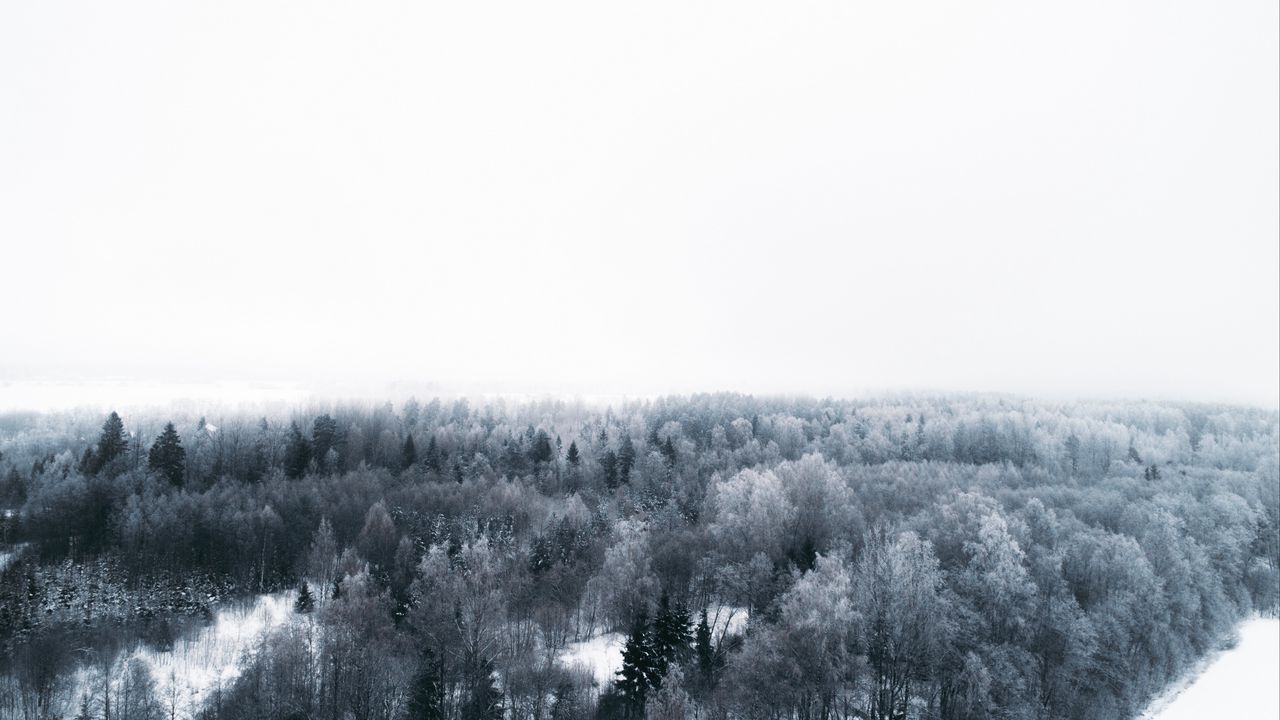 Обои зима, деревья, вид сверху, минимализм, белый