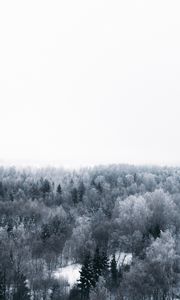 Превью обои зима, деревья, вид сверху, минимализм, белый