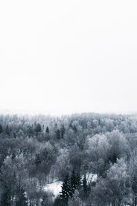 Превью обои зима, деревья, вид сверху, минимализм, белый